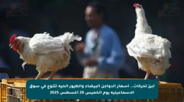 أبرز تحركات.. أسعار الدواجن البيضاء والطيور الحية تتنوع في سوق الإسماعيلية يوم الخميس 28 أغسطس 2025